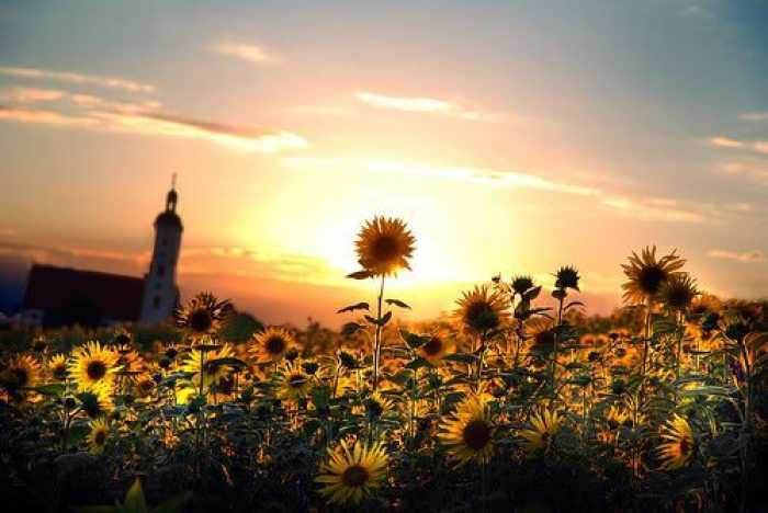 中药治肝的注意事项,吃中药汤药注意事项