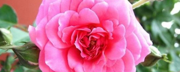 养花不茂盛怎么办,怎样养花长得茂盛又好看