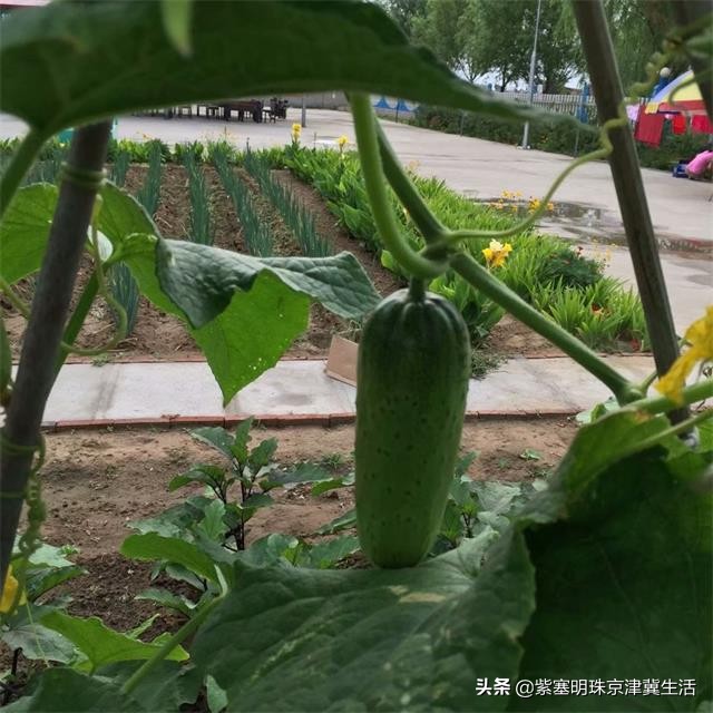 海边可以赶海吃住玩一体的农家院,秦皇岛黄金海岸牧海农家院