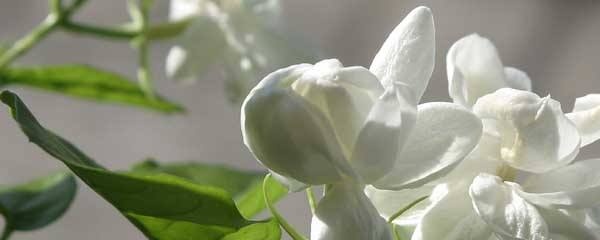 如何养好茉莉花盆栽视频,如何养好重瓣茉莉