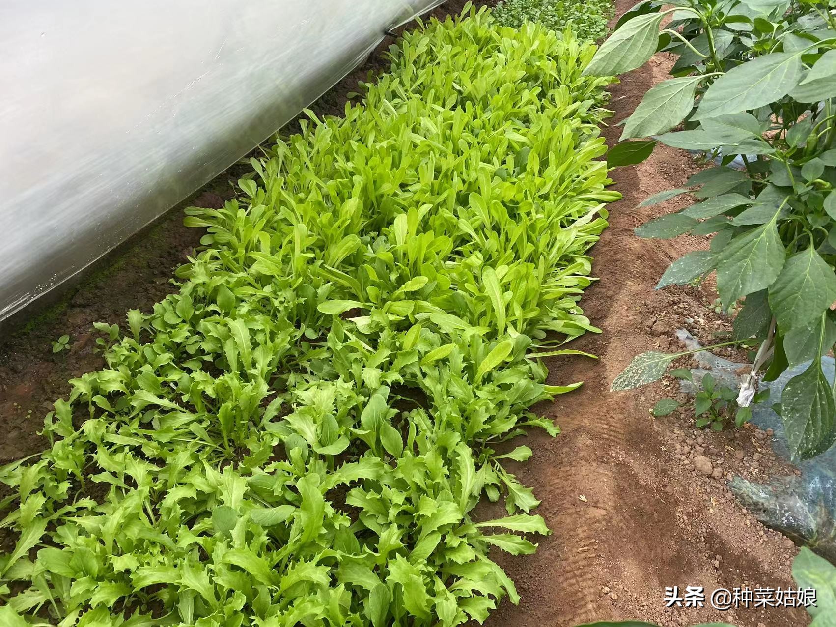 叶菜黄叶是什么原因呢,叶菜叶子发黄腐烂怎么办