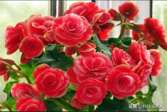 海棠花有什么特点,海棠花为什么叫断肠花家里能种么