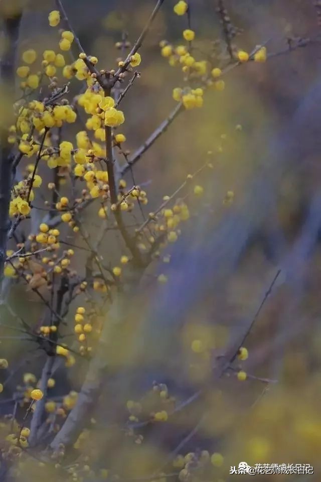 每日一花｜平生相见即眉开，一枝腊梅踏雪来