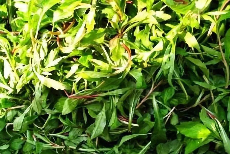 天津人最爱吃的美食,天津怀旧妈妈菜