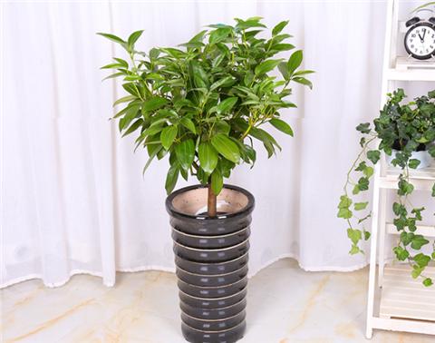 平安树叶子干尖发黑怎么解决,平安树叶子尖发黑干枯用什么药水