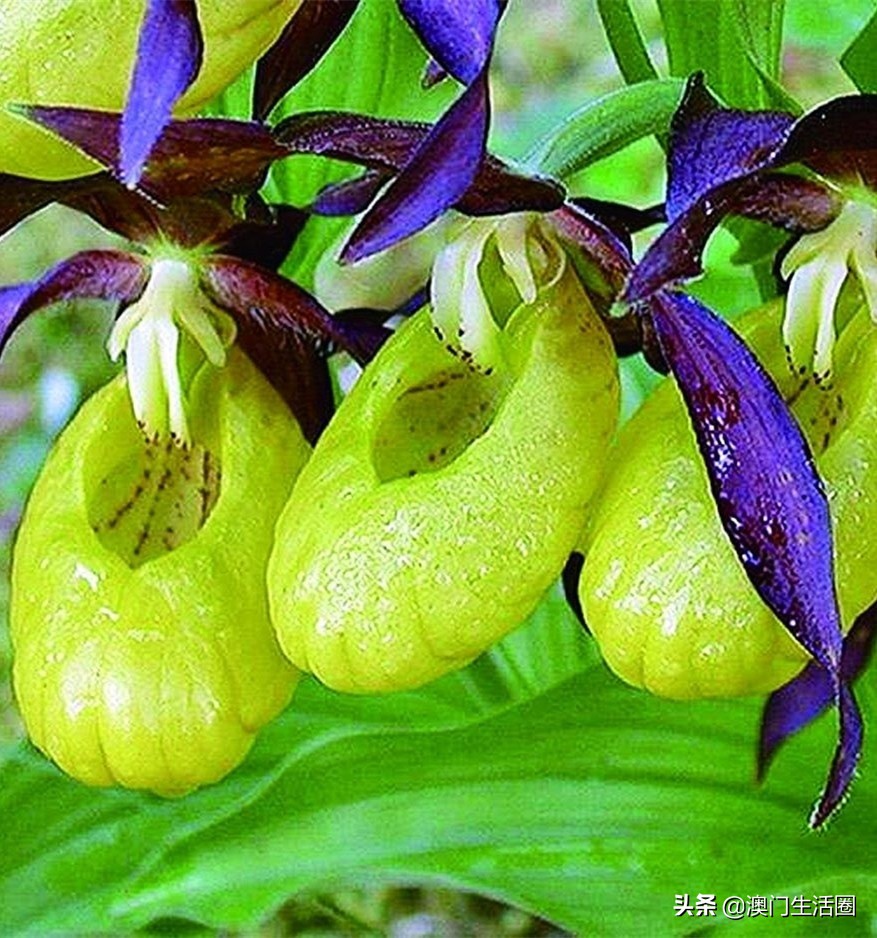 海关禁止带什么,澳门海关入境携带物品最新政策