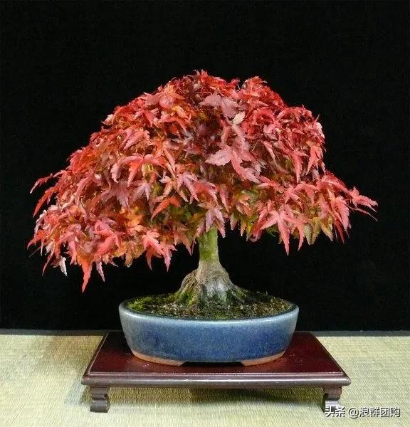 中式庭院藤类植物,枫树和紫藤