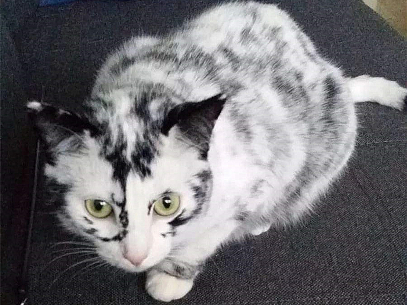 猫咪毛发变颜色是怎么回事,辟谣猫咪谣言