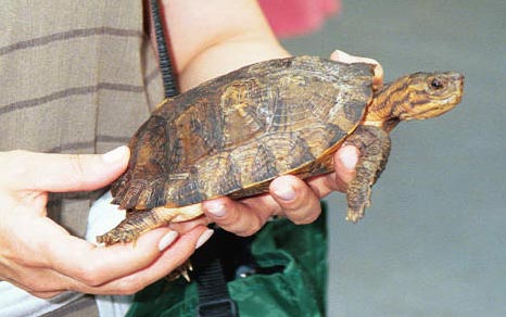 水陆两栖龟选什么龟,水陆两栖龟陆龟怎么区别