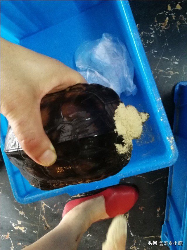 乌龟腐甲咬伤用什么药,乌龟怎么预防腐皮腐甲