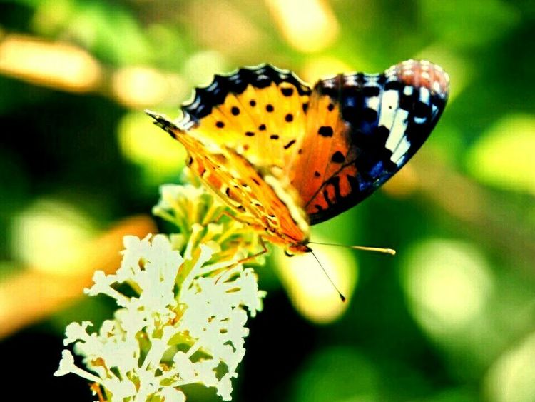原创蝴蝶恋花,蝶恋花蝴蝶原唱