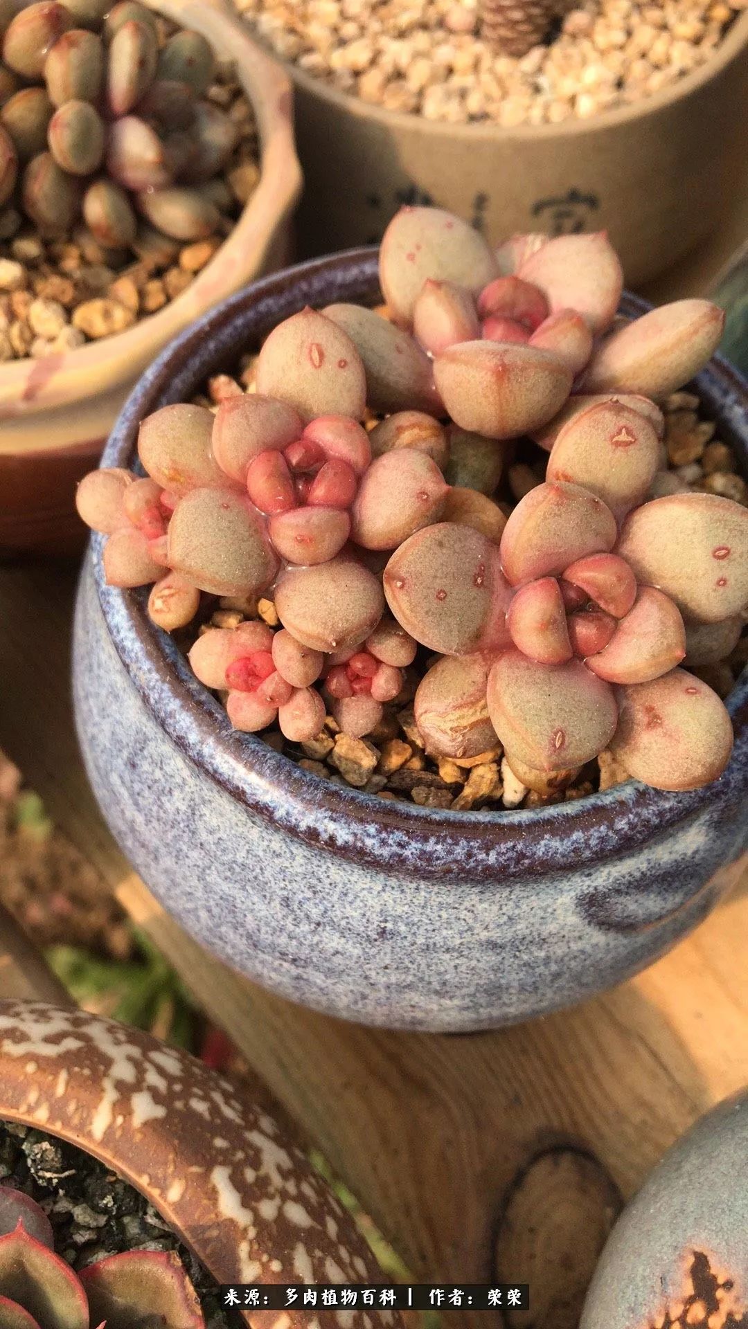 我在包邮区养肉，附多肉越冬度夏养护建议！