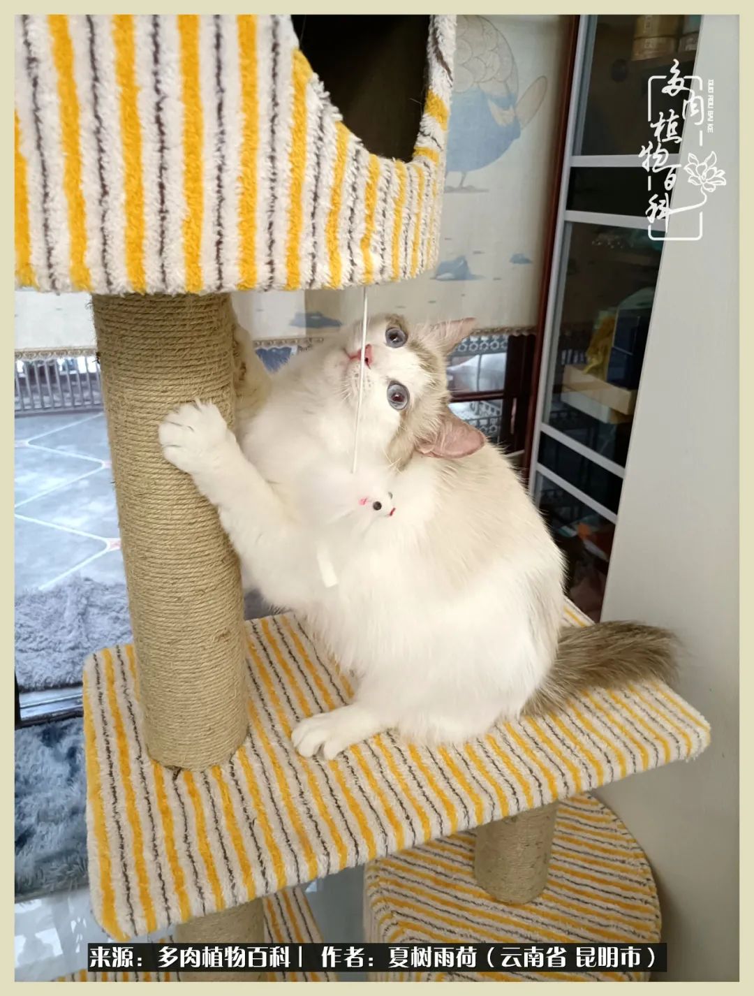 自从养了多肉有了窗台想要个阳台,养多肉10年多