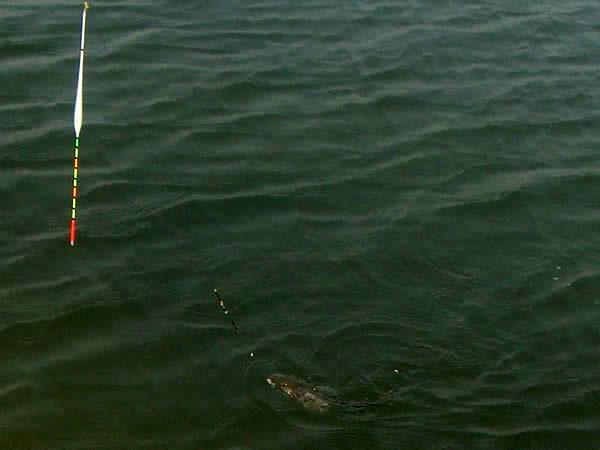 野钓各种鱼吃饵,新手野钓鱼食