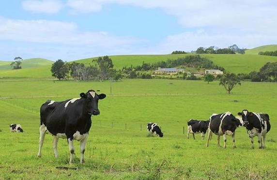 澳大利亚一年出口牛肉,澳大利亚牛肉出口之路