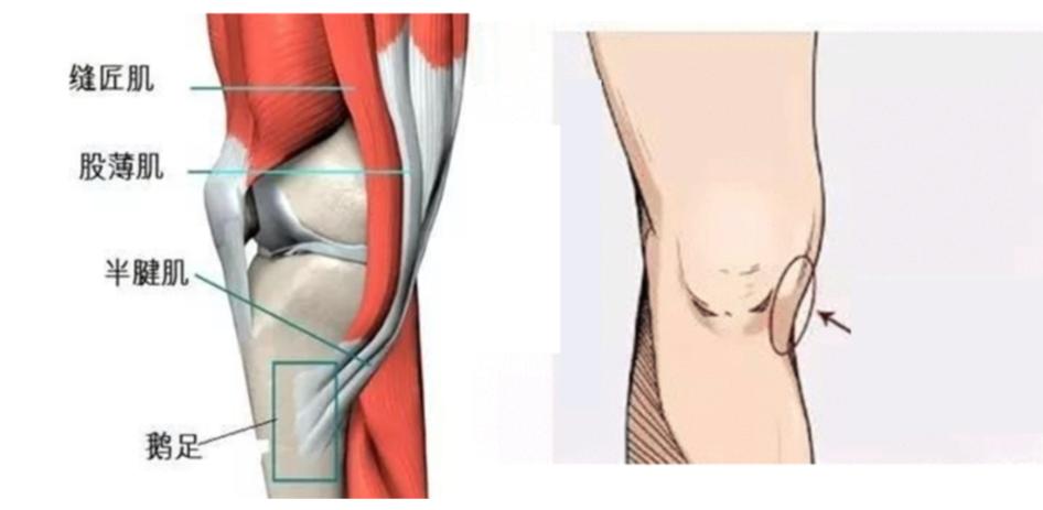 瑜伽髋部的结构,瑜伽呼吸缝合术