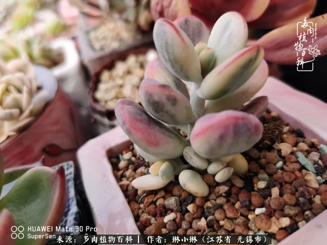 又到多肉变美时，一切都鼓励我积极向前