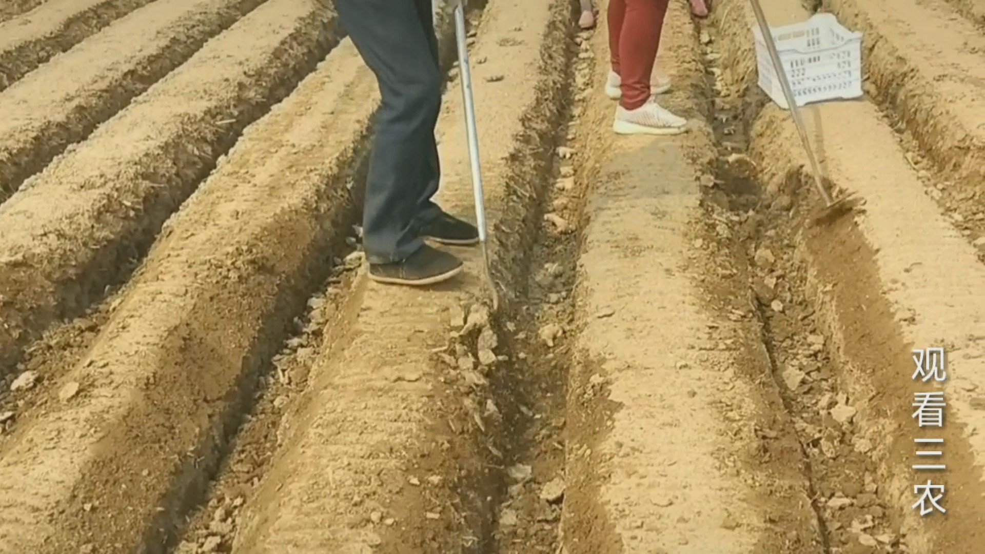 种植大姜的正确方法和步骤,种植一亩大姜需要多少成本
