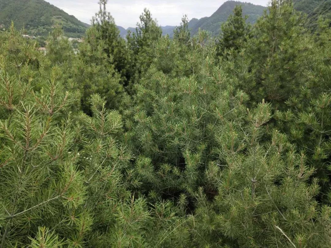 碧桂园扶贫英德,碧桂园扶贫江苏