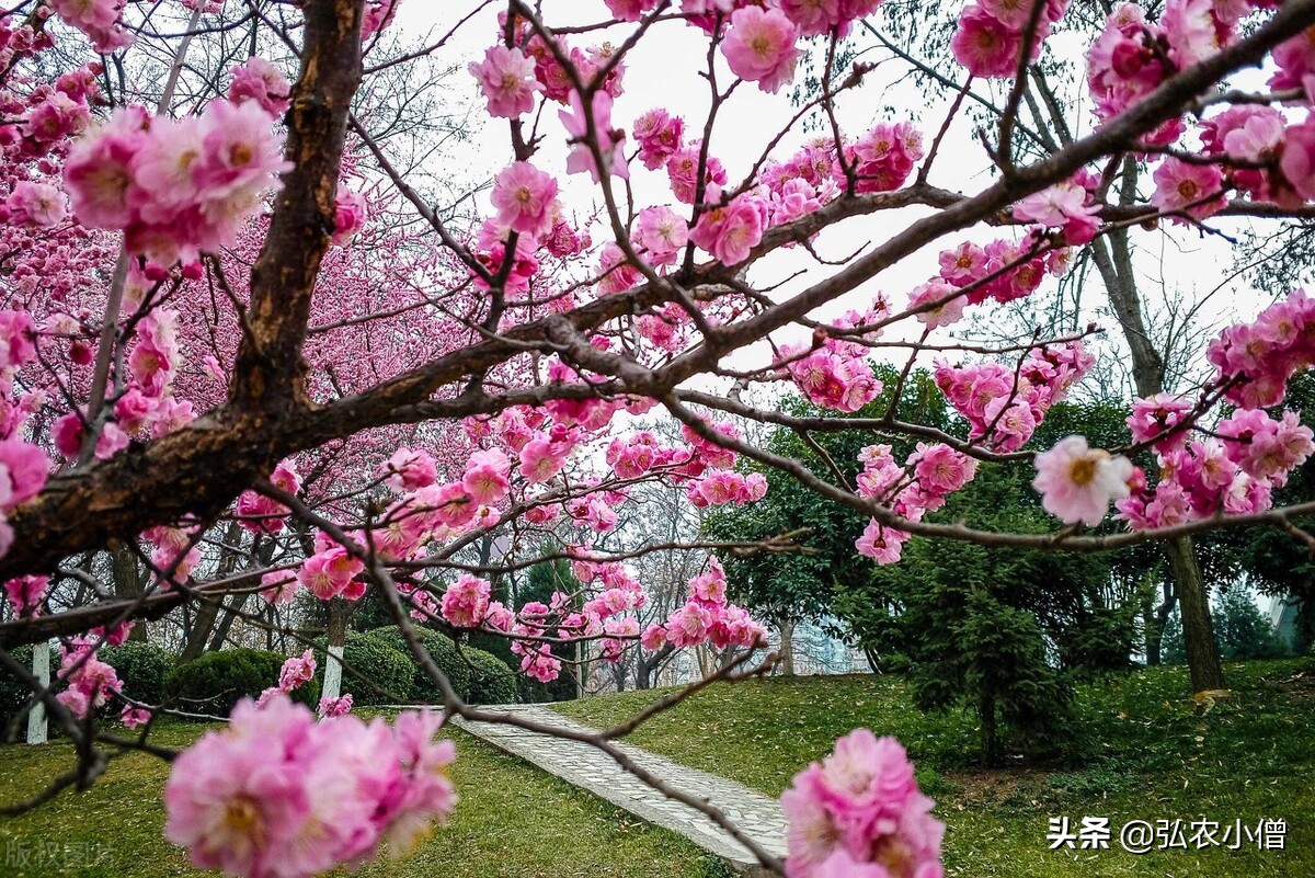 西安的春天视频,西安的春天是一个百花盛开的城市