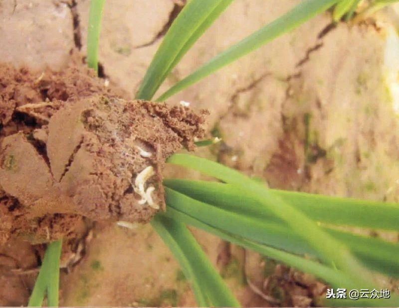 葱叶潜斑蝇怎么防治,葱蝇如何防治