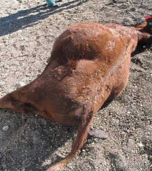 牛不反刍！不倒嚼！按这个方法治疗！百试百灵！