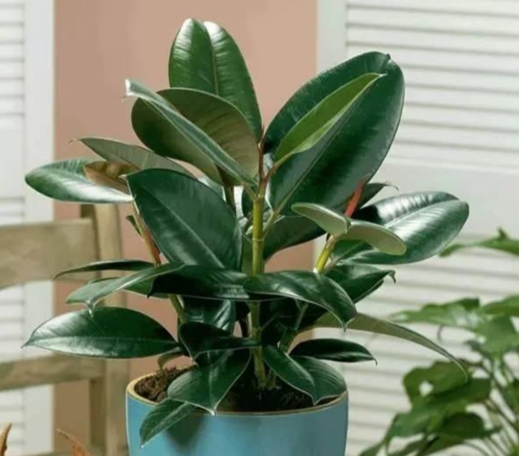 适合室内懒人养的绿色植物独特,有哪些绿色观叶植物不怕冷