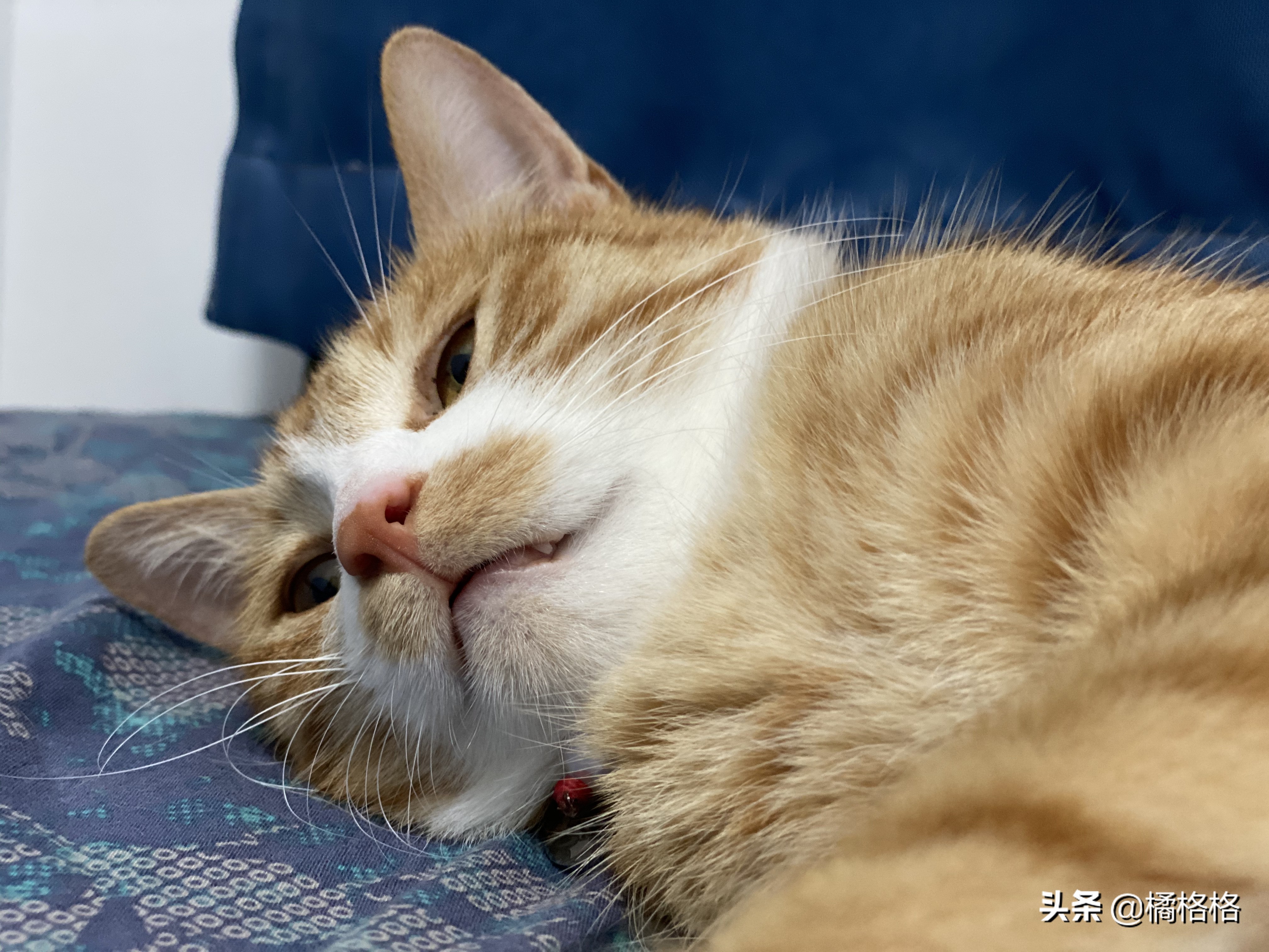 夏天给猫剃脚毛散热,夏天给猫剃毛用几毫米