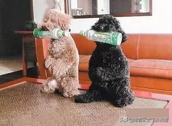 泰迪犬呕吐原因,泰迪犬总是要呕吐是怎么回事