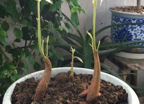 榴莲核盆栽能长果实吗,榴莲果核可以种在水里吗