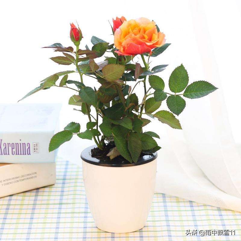 玫瑰如何养殖,玫瑰怎么养花期长