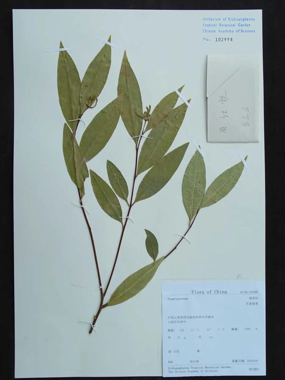 濒危乌木,濒危木种有哪些