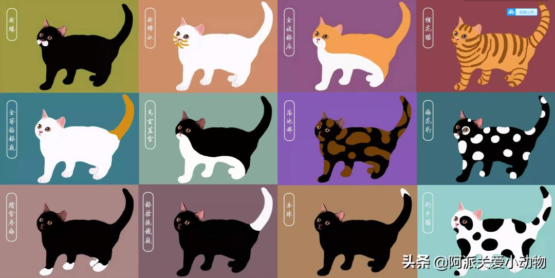 盖雪:信女愿一生荤素搭配,祈望这只拆家啊不,旺家猫找到新家