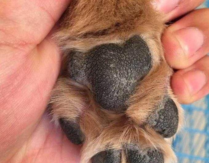 狗狗几个月可以看出来凶不凶,狗狗也能从视觉判断事物