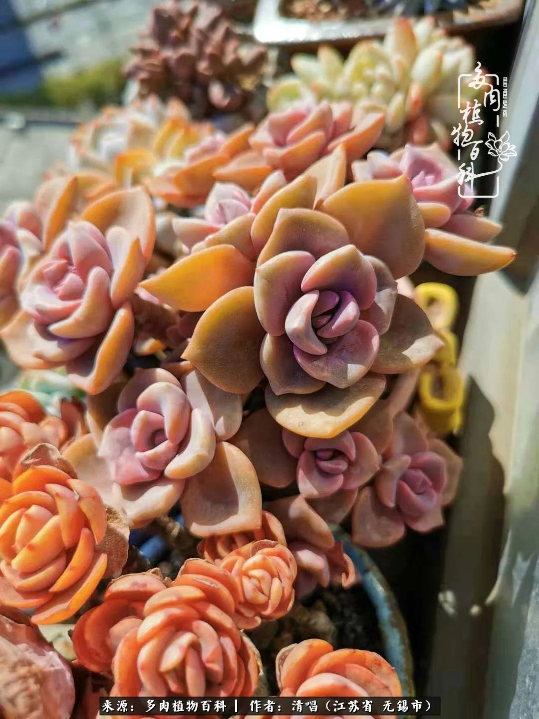 多肉植物百科好看又好养的多肉,喜欢多肉的朋友欢迎光临多肉园艺