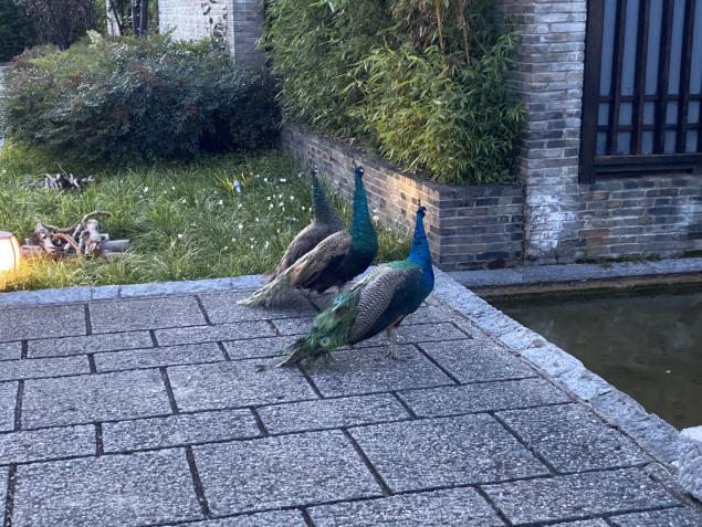 丽江束河看玉龙雪山的最佳酒店,丽江束河住宿推荐