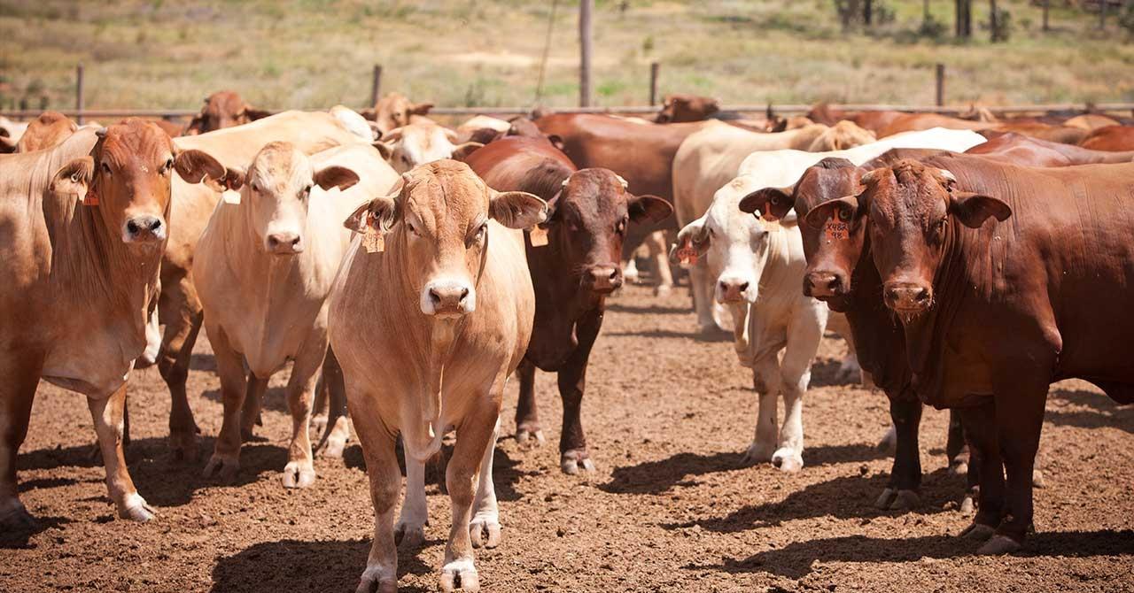 澳洲野兔泛滥成灾上演人兔大战,野兔在澳洲泛滥成灾多久了