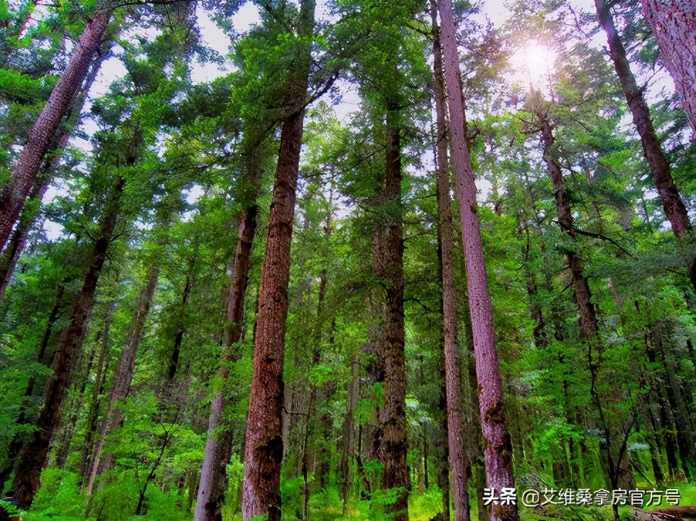 高品质的桑拿房用什么木材做适合？