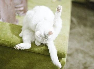 猫咪肛门腺有什么症状,猫咪肛门腺什么症状