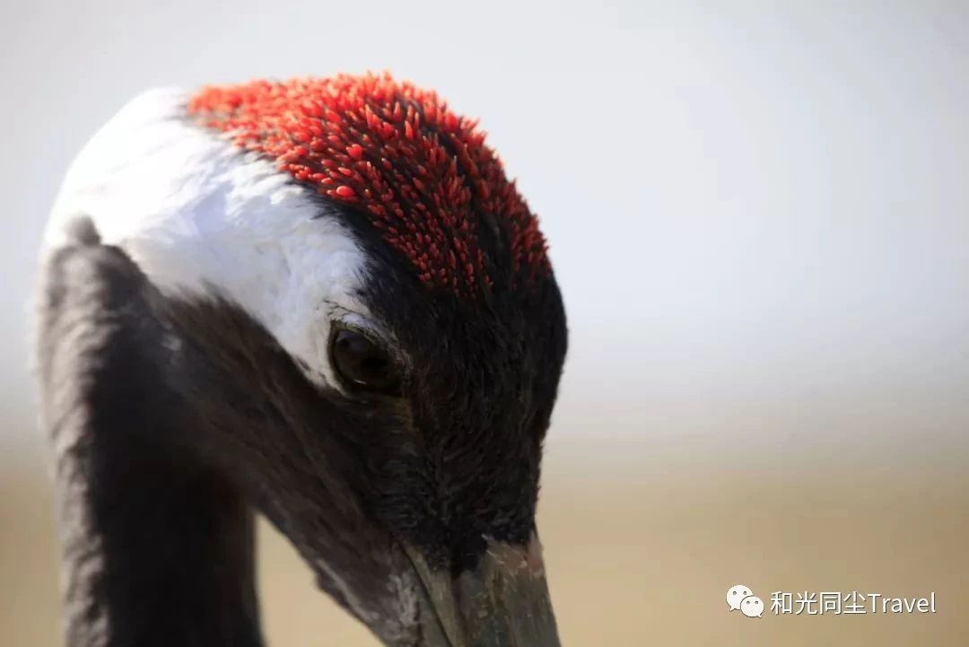 盐城世界第一大湿地,盐城黄海湿地世界遗产