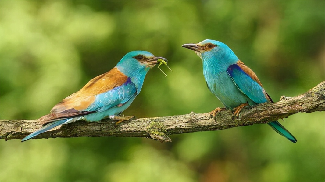 加拿大一枝花是入侵物种吗,加拿大一枝花为何必须铲除