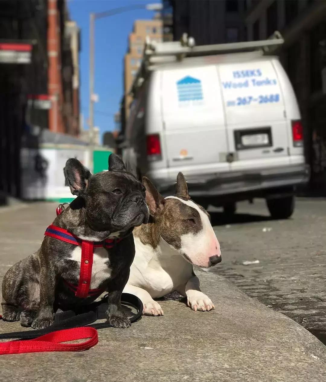 大熊猫一年可以赚钱几个亿,一只猫一年挣3000万