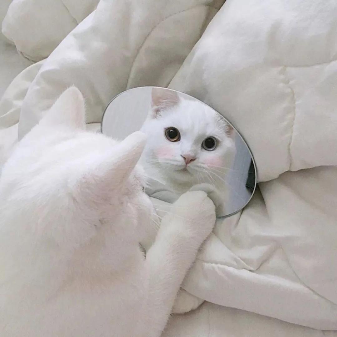 100张好看不常见的微信头像,适合中年女人高雅的微信头像