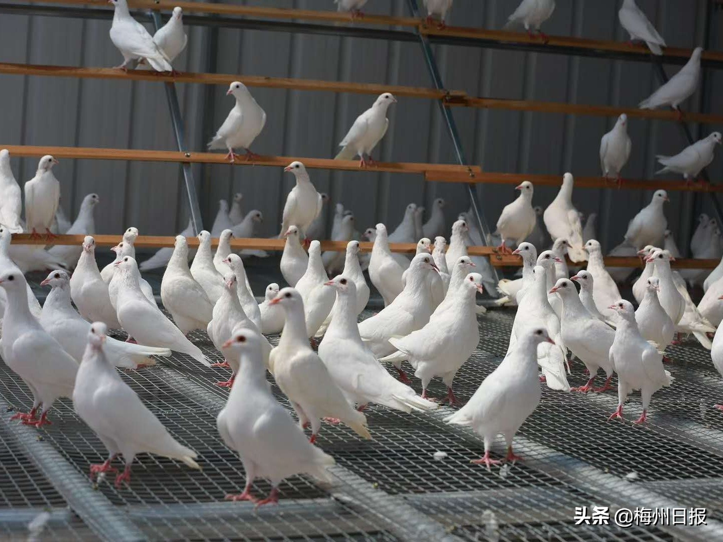 铆足干劲加油干凝心聚力攀新高,铆足劲头加油干奋楫扬帆启新局