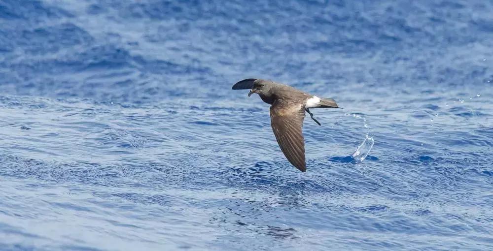 像黑色的闪电高傲地飞翔,像黑色的闪电