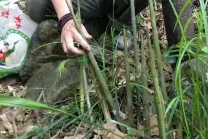 武穴又到挖野菜的时候了,江边好多人都在挖野菜,你吃了吗?