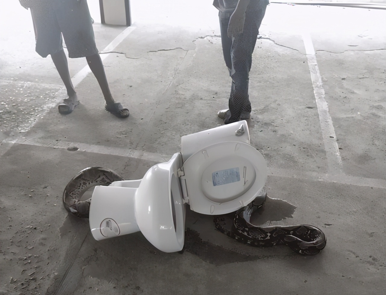 女子被蟒蛇咬伤,男子上厕所被蛇给咬