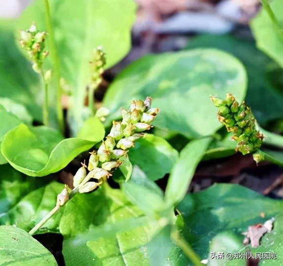 吃酵素体内肠子吃成了蛇皮状,吃了酵素便秘怎么调理