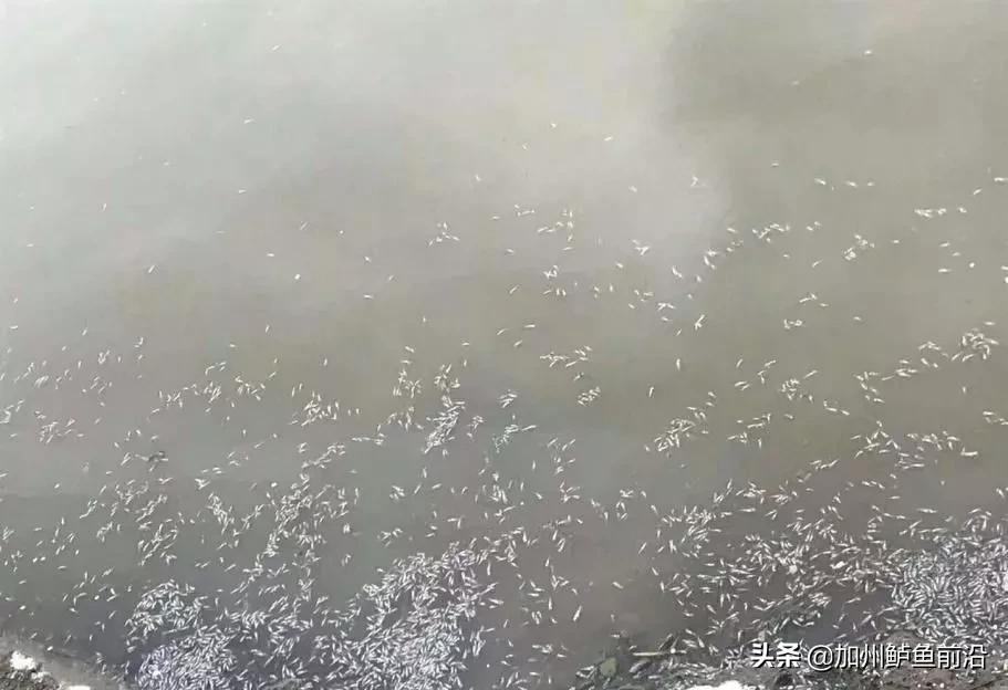 加州鲈鱼苗引食驯化成功案例,加州鲈各种养殖模式的放苗时间