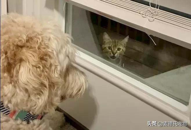流浪猫猫赖到门口不走,流浪猫在我家门口赖着不走了